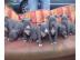 Reinrassige Pitbull Welpen
