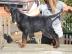 Gordon Setter - R�den mit Stammbaum