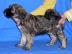 Tibet Terrier Welpen (m.  Ahnentafel)
