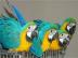 Reden Paar Blau und Gold Ara Papageien