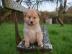 Qualit?t Pomsky Welpen!!!