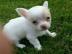 Chihuahua Welpen