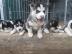 Charmante Siberian Husky Welpen