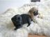 Nette Mops Welpen in beige und schwar