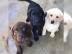 Zuckers��e Labrador R�den