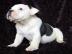 Schwarz-wei�er English Bulldog R�de (Wel