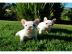 Franz�sische Bulldoggen Welpen abgabeber