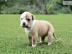 english bulldog puppy
