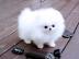 Super nette Pomeranian Welpen Verf�gbar