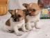 S��e  chihuahuaWelpe mit Papieren