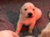 Reinrassige Golden retriever Welpen.  .  . 