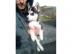 ausgefallen sch�ne Husky