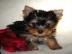 Yorkshire Terrier (Tasche Yorkie) Welpen