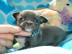 mini chihuahua welpen