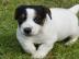 Zuckers��e Jack Russell Welpen. Whatsapp