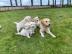 Golden Retriever Welpen bereit