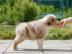 Australian Shepherd Welpen