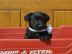LABRADOR RETRIEVER SCHWARZ UND BLOND