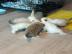 Ragdoll-Katzen zur Adoption
