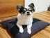Wundersch?ne 12 Wochen alte Chihuahua-We