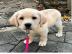 LABRADOR WELPEN     -------