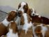 Typvolle Welsh Springer Spaniel Welpen