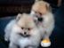 POMERANIAN ZWERGSPITZ BOO WELPEN ZUM VER