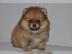 Super s�sse zwergspitz Pomeranian welpen