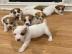Hallo! Wir haben s��e Jack-Russell-Welp