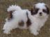 Shih Tzu Welpen suchen bald ein neues Zu
