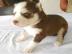 Entz�ckende Siberian Husky-Welpen