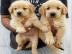 Atemberaubende Golden Retriever Welpen f
