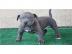 American Pitbull Bluelinewelpen