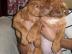 KC Dogue de Bordeaux Welpen