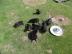 Rottweiler Welpen in liebevolle H�nde