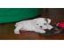 Englisch Bulldogge Welpen f�r neue Heima