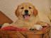 Golden Retriever Welpen zur Annahme