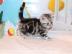 BHK Kitten im Whiskas Look Black Silver