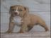 Pitbull-Welpen mit Papieren