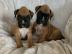 Entz�ckende Boxerwelpen