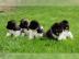 Akita Inu Welpen