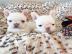 Franz�sische Bulldoggen Welpen