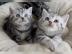 S��es BKH black-silver-classic Kittens. W