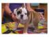 Adorable Englisch Bulldogge Welpen brauc