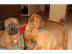 Unser Bordeaux-P�rchen haben auch