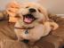 Golden Retriever Welpen zur Annahme,.  WH