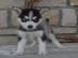 5 Pomsky Welpen