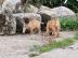 Wundersch�ne Bullmastiffwelpen mit Ahnen
