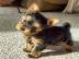 Sch?ne mini Yorkshire Terrier Welpen. 