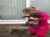 American staffort Bluline Welpen